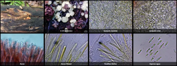 Claussenomyces prasinulus