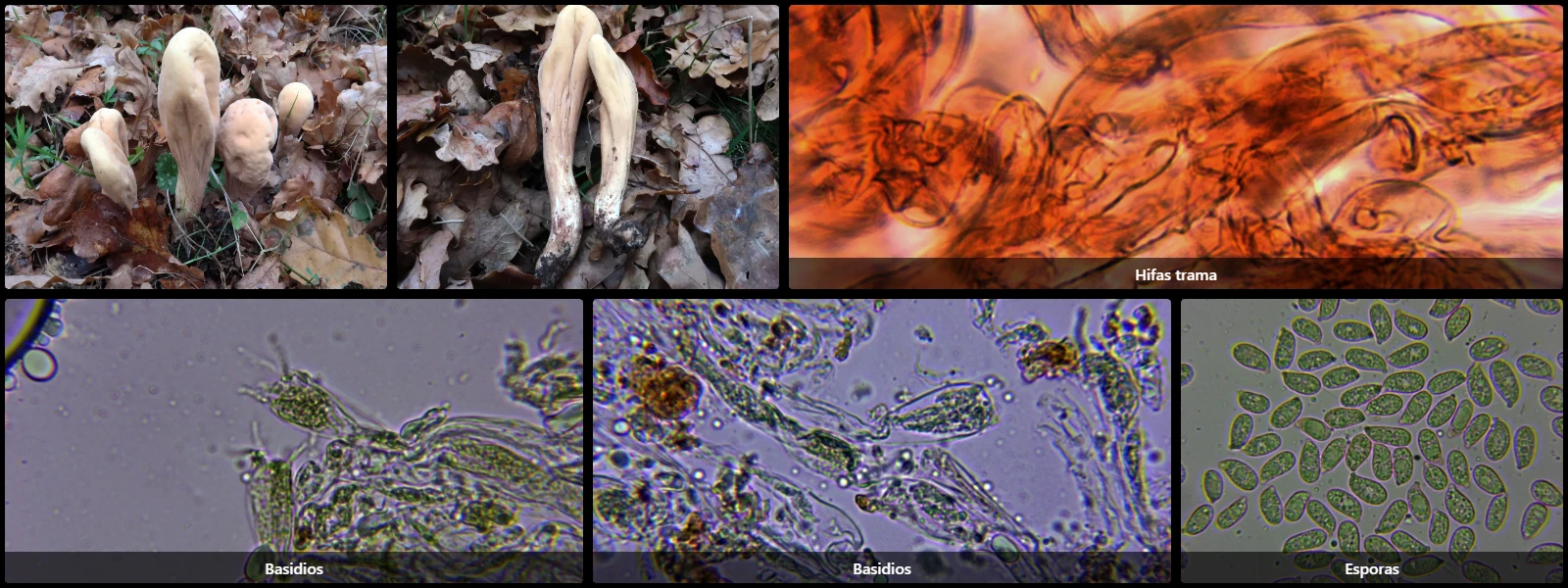 Clavariadelphus pistillaris