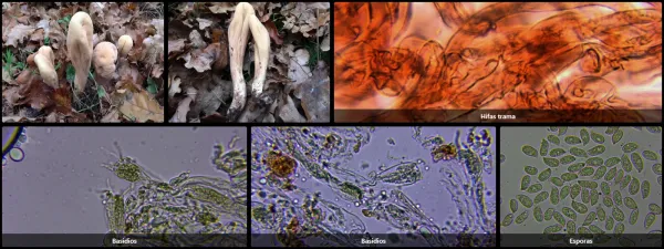 Clavariadelphus pistillaris