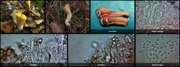 Clavariadelphus truncatus