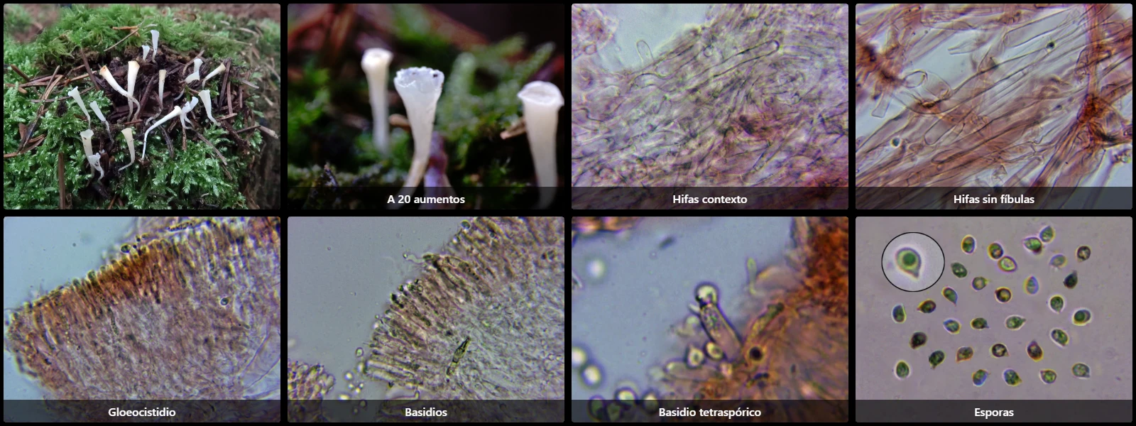 Clavicorona taxophila