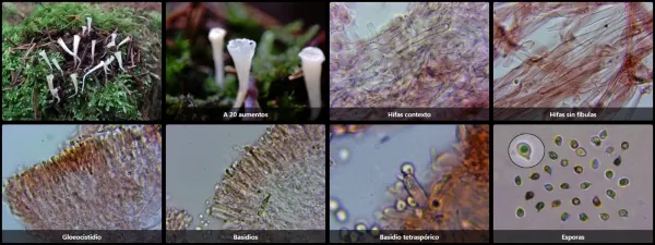 Clavicorona taxophila