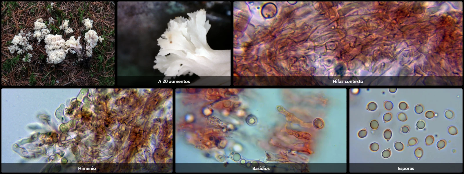 Clavulina coralloides