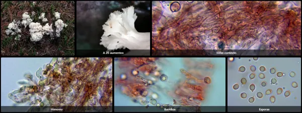 Clavulina coralloides