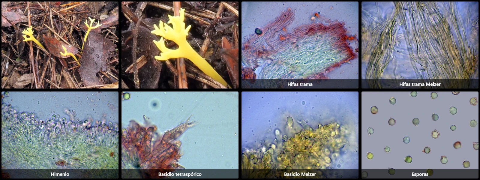 Clavulinopsis corniculata