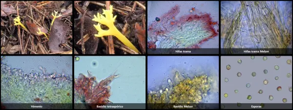 Clavulinopsis corniculata