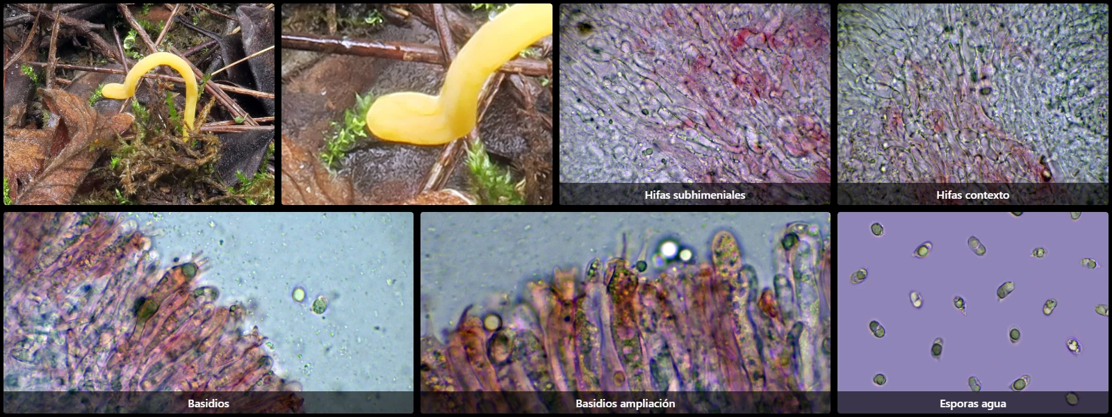 Clavulinopsis laeticolor