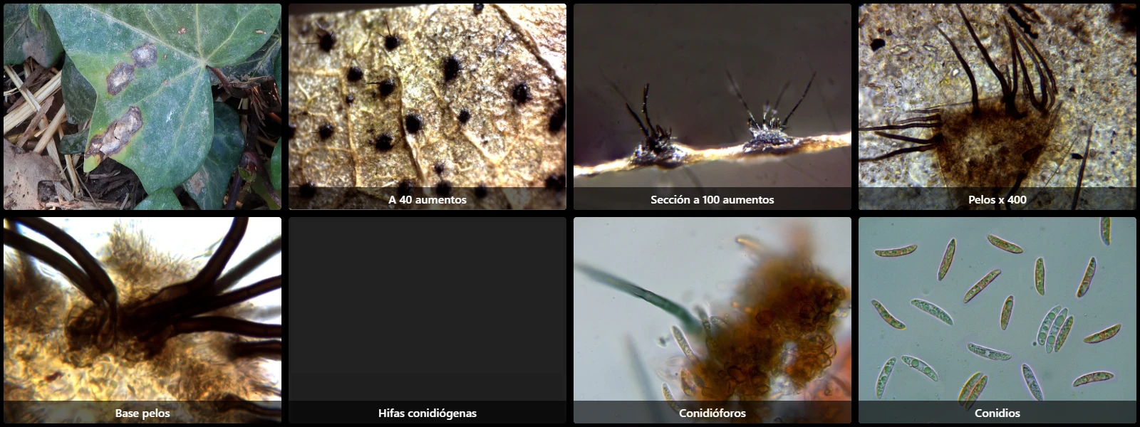 Colletotrichum trichellum