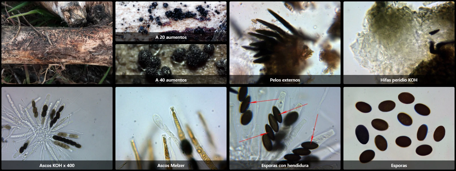 Coniochaeta ligniaria