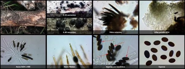 Coniochaeta ligniaria