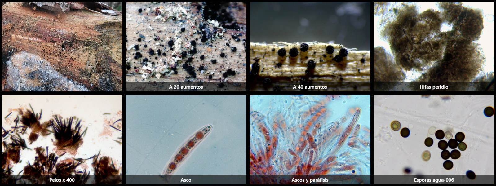 Coniochaeta malacotricha