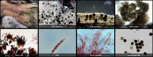 Coniochaeta malacotricha