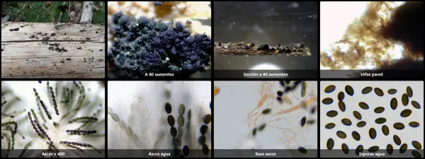 Coniochaeta pulveracea