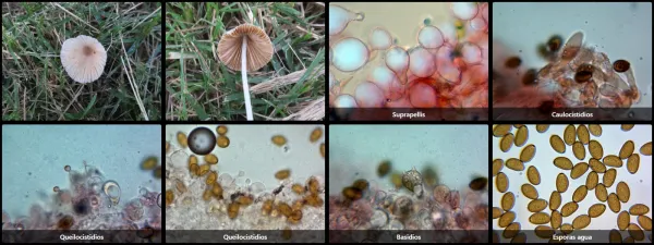 Microscopía de Conocybe apala