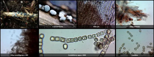 Coremiella cubispora