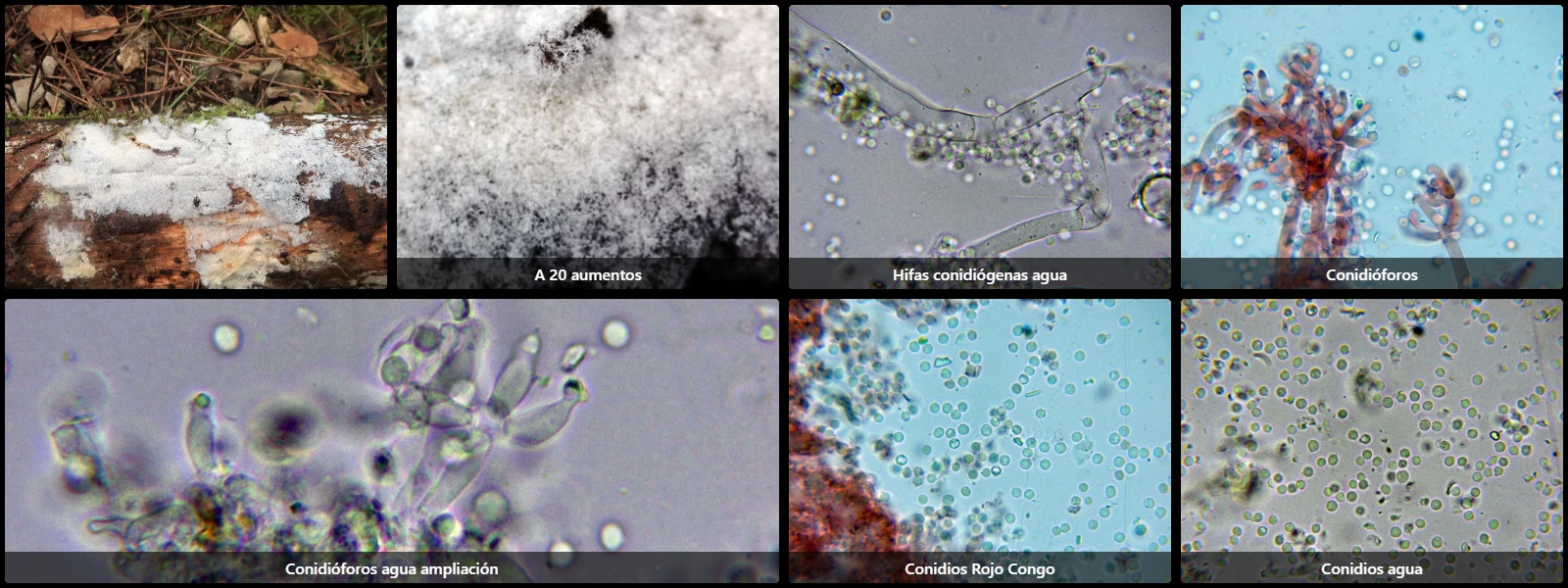 Costantinella micheneri