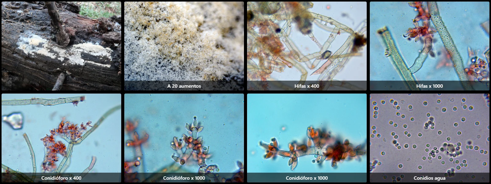 Costantinella terrestris