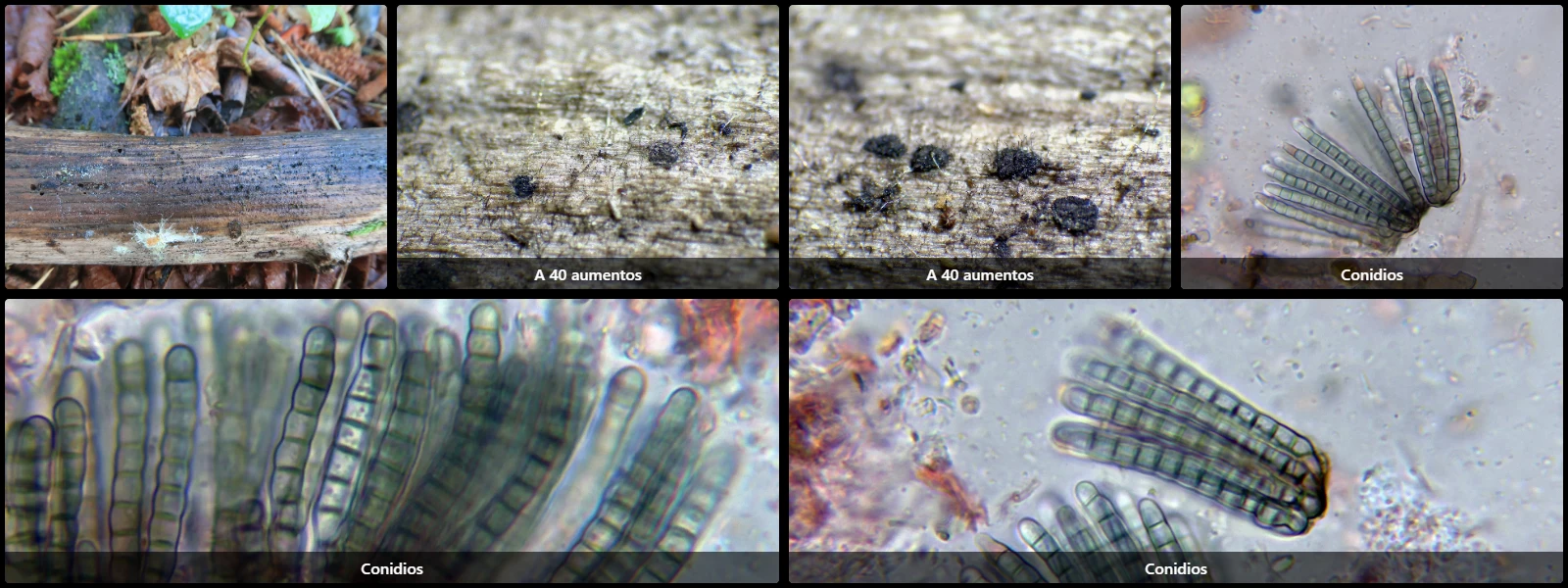 Cryptocoryneum condensatum