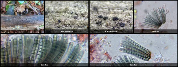 Cryptocoryneum condensatum