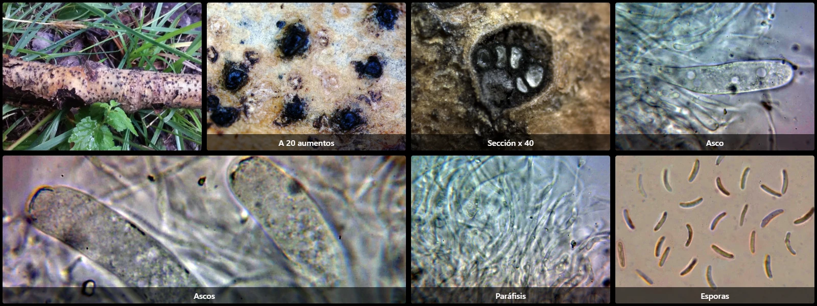 Cryptovalsa protracta