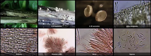 Cyathicula cyathoidea