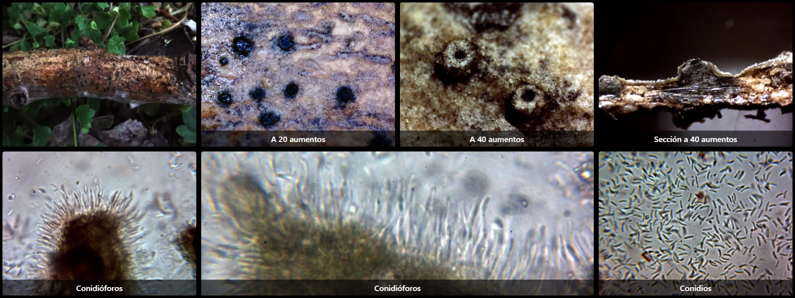 Cytospora longiostiolata