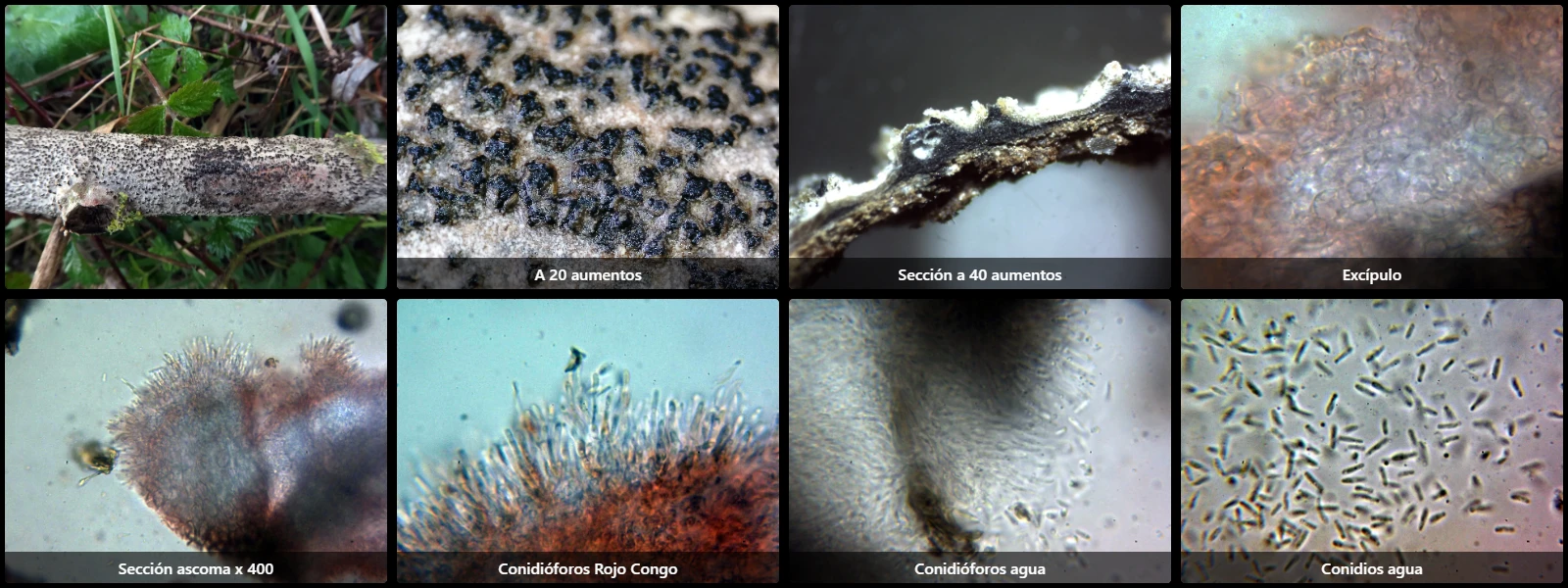 Cytospora paratranslucens