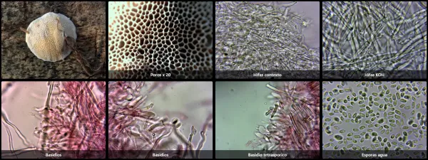 Flavidoporia mellita