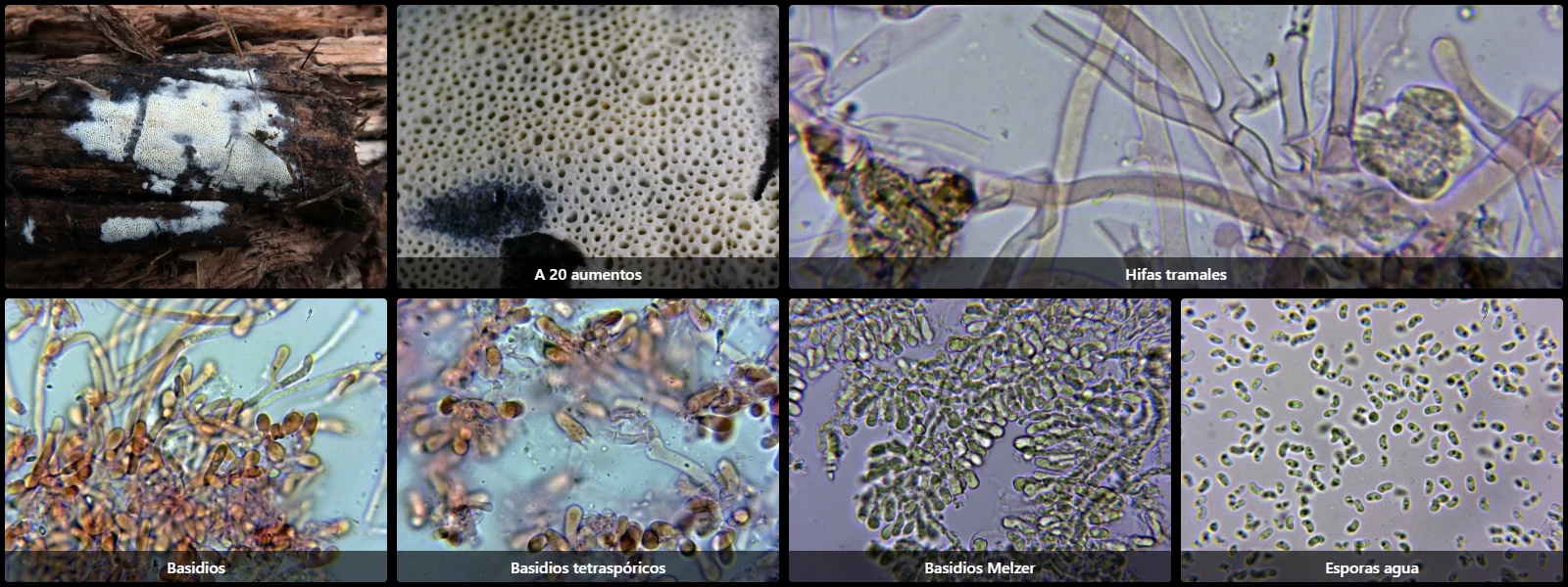 Hydnophlebia alachuana