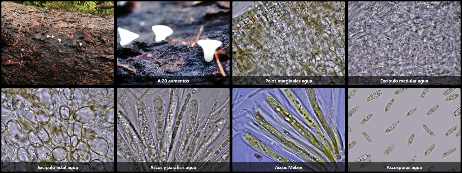 Hymenoscyphus kathiae