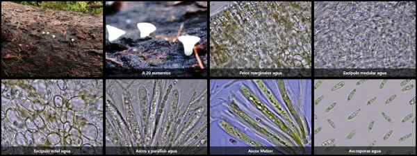 Hymenoscyphus kathiae