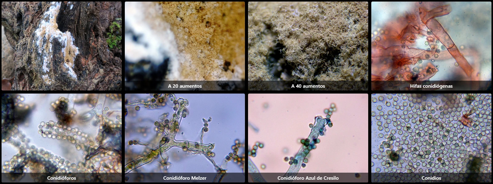 Ostracoderma ochraceum